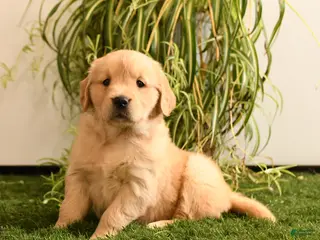 Golden Retriever dogs Melody - Ad 37