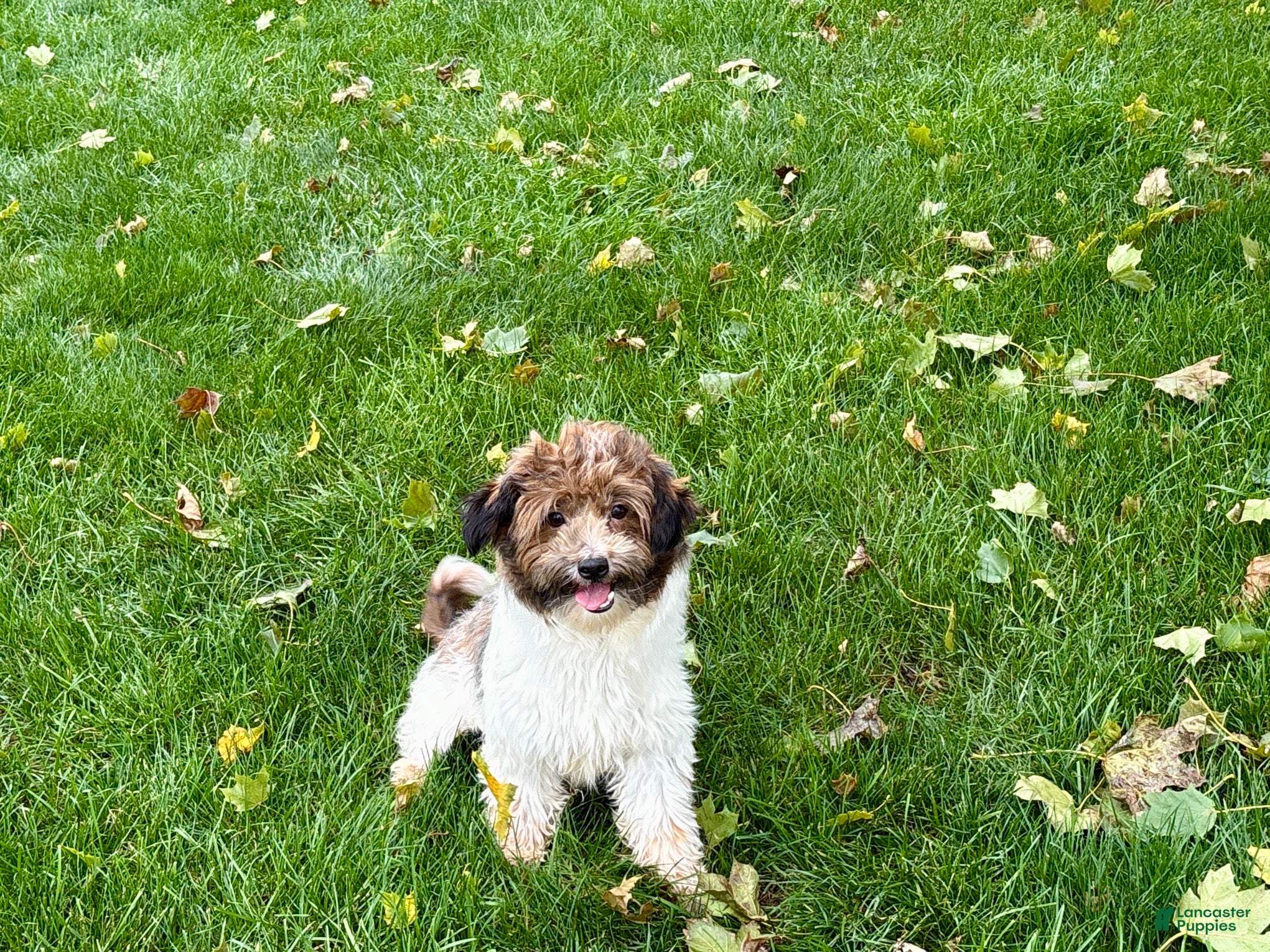 Havanese dogs for sale: Mikey - Ad 2