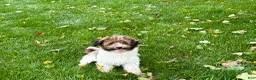 Havanese dogs for sale: Mikey - Ad 2