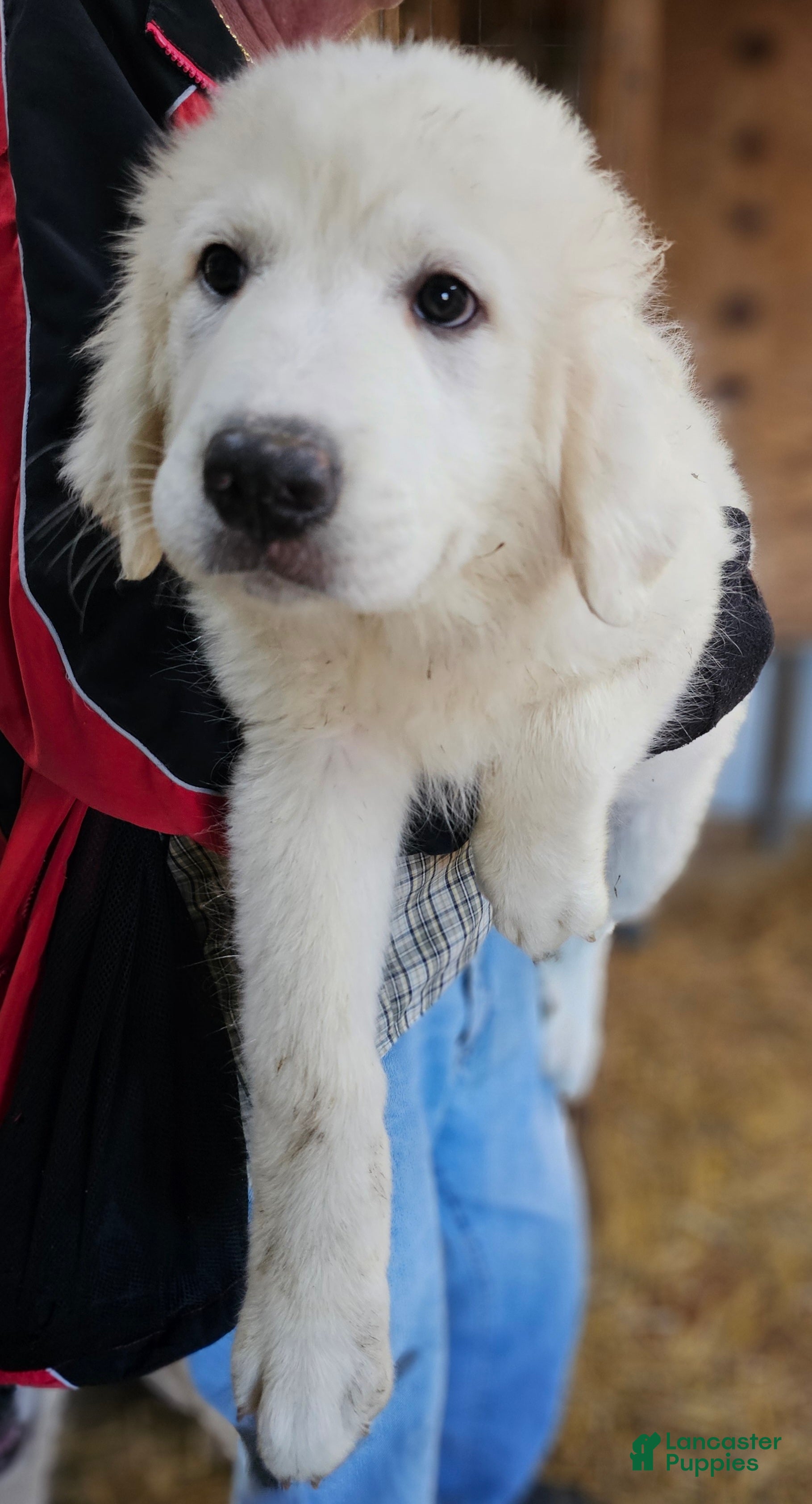 Great Pyrenees dogs Great Pyrenees Puppy 2 - Ad 2