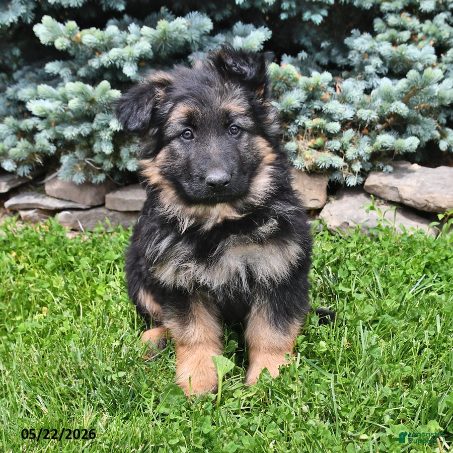 German Shepherd dogs Molly - Ad 1