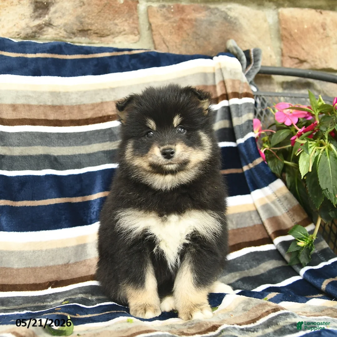 Pomsky dogs for sale: Finley  - Ad 2