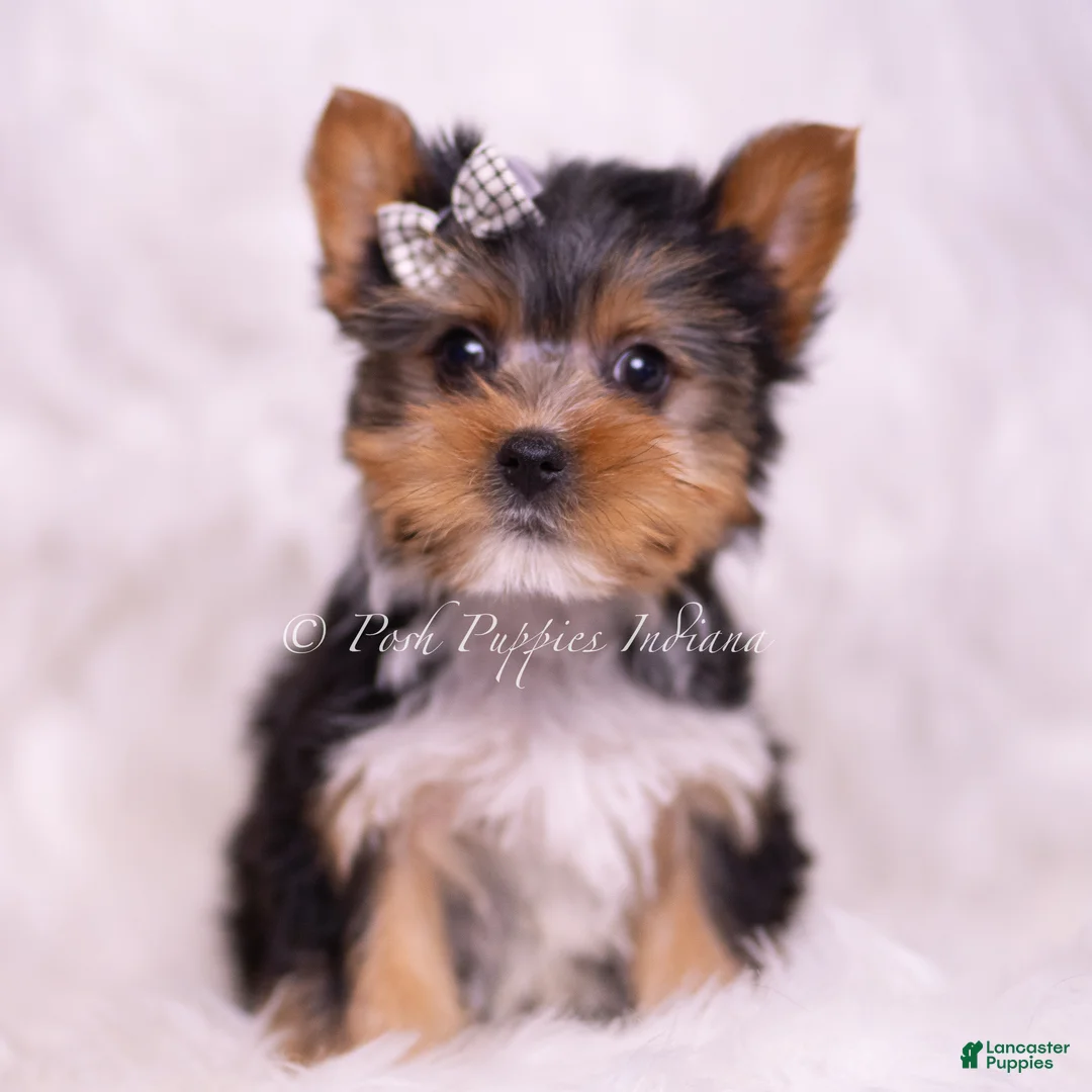 Yorkshire Terrier dogs for sale: Mookie - Ad 1