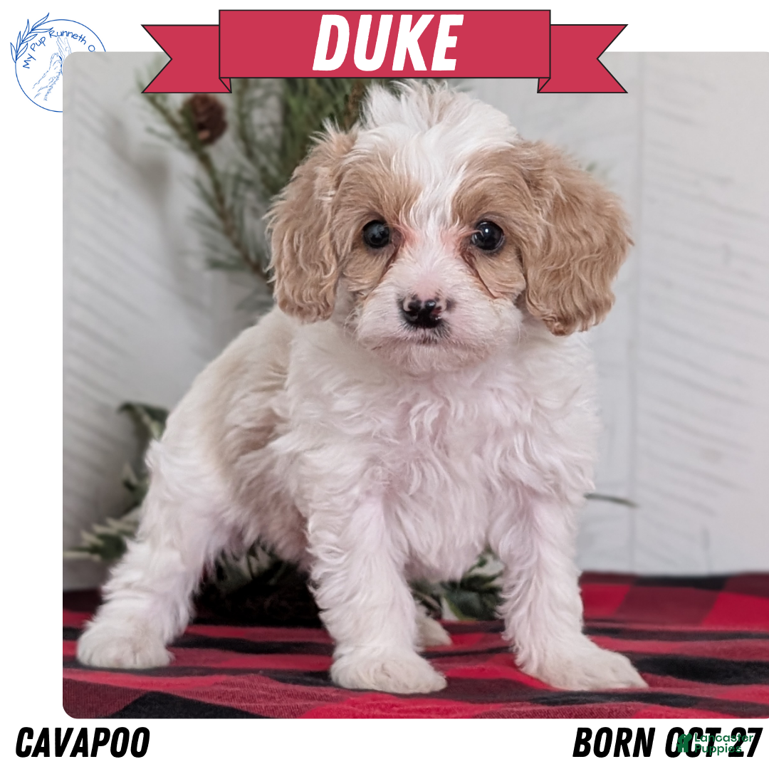 Cavapoo dogs Duke - Ad 1