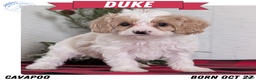 Cavapoo dogs for sale: Duke - Ad 1