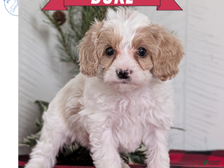 Cavapoo dogs Duke - Ad 1