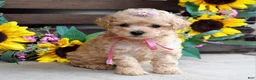 Mixed Breed dogs for sale: Penny - Ad 8