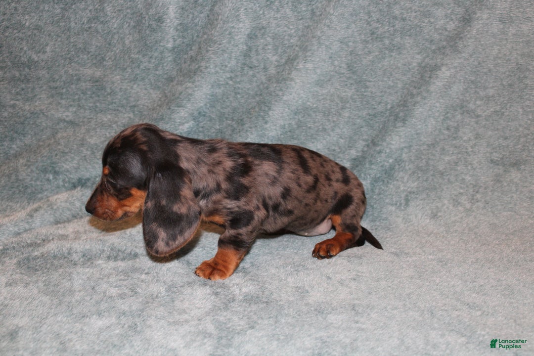 Miniature Dachshund dogs for sale: Lucy Mini  - Ad 6