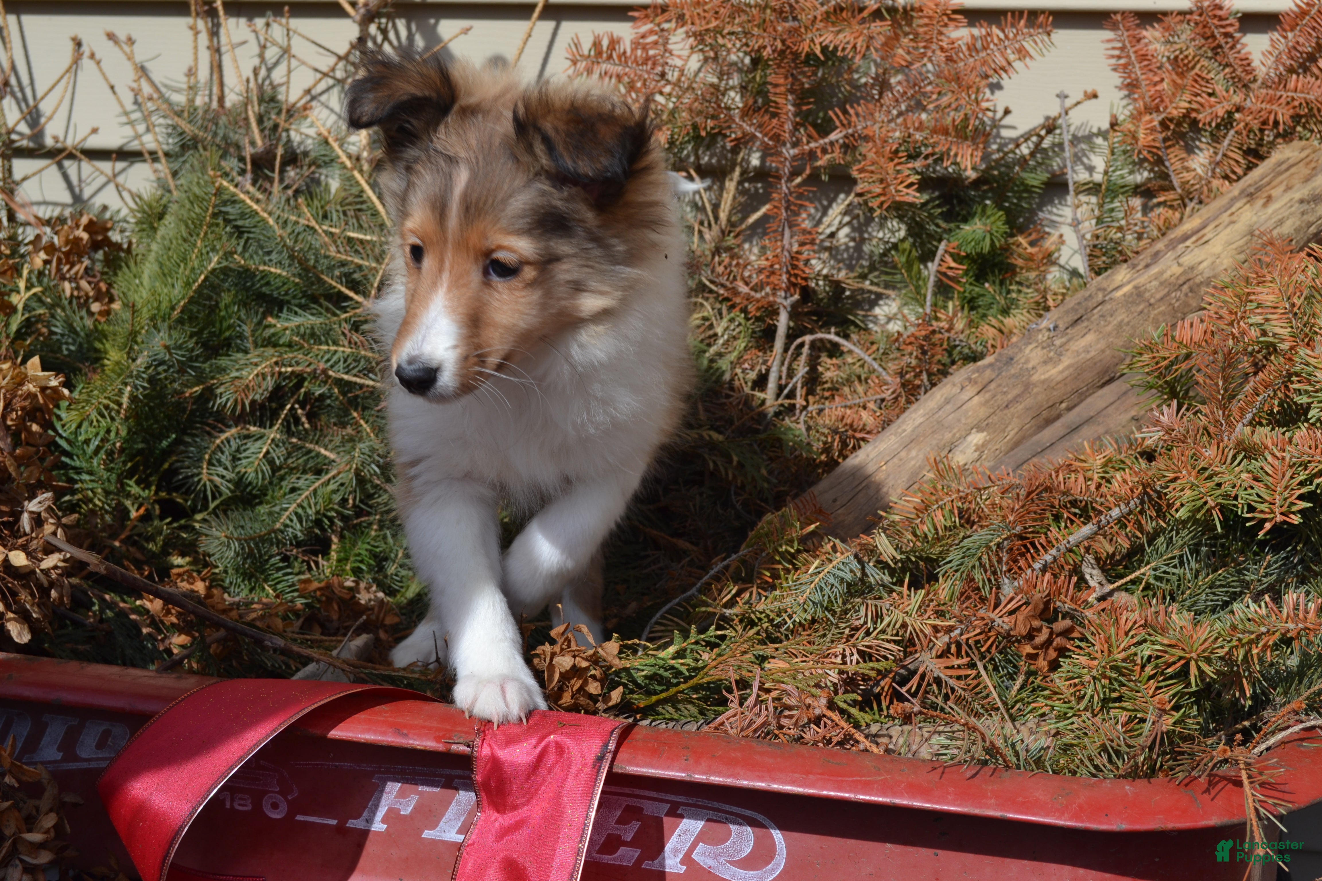 Shetland Sheepdog dogs Kalila - Ad 11