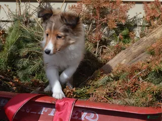 Shetland Sheepdog dogs Kalila - Ad 11