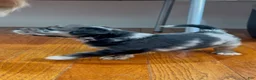Mixed Breed dogs for sale: Nova - Ad 5