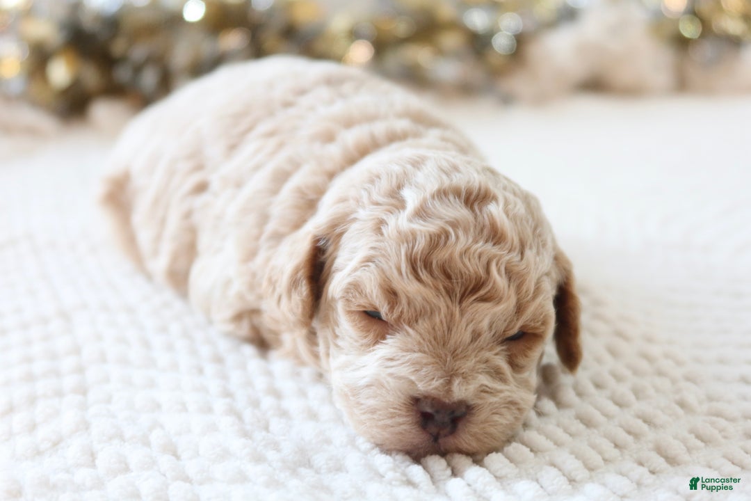 Toy Poodle dogs for sale: Jolly - Ad 2