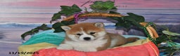Shiba Inu dogs for sale: Bethany - Ad 3