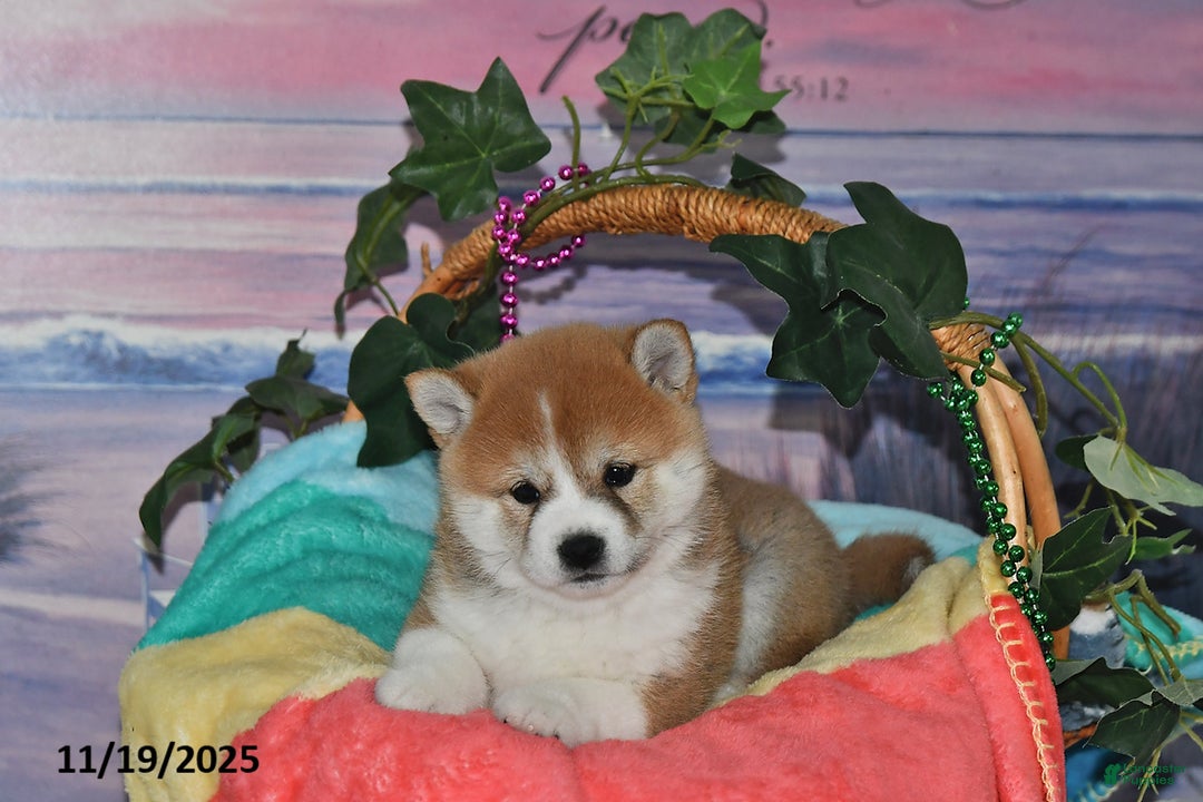 Shiba Inu dogs for sale: Bethany - Ad 3