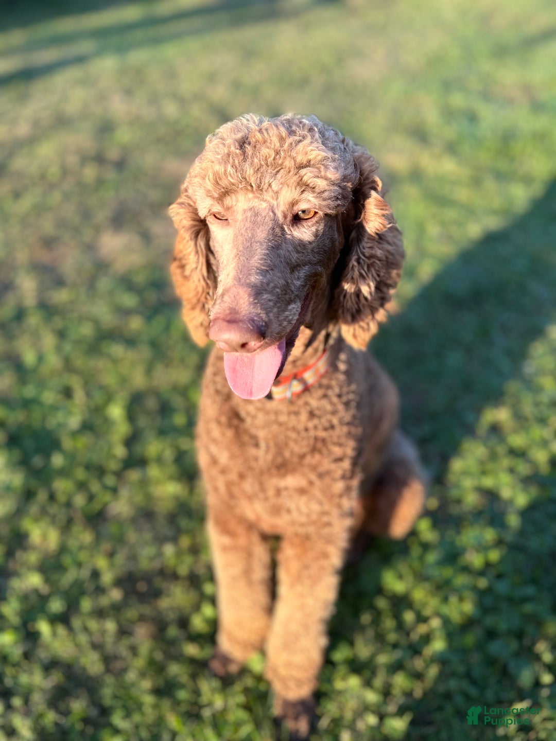 Goldendoodle dogs for sale: Mocha - Ad 10