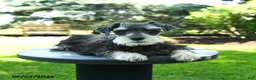 Miniature Schnauzer dogs for sale: Banner - Ad 1