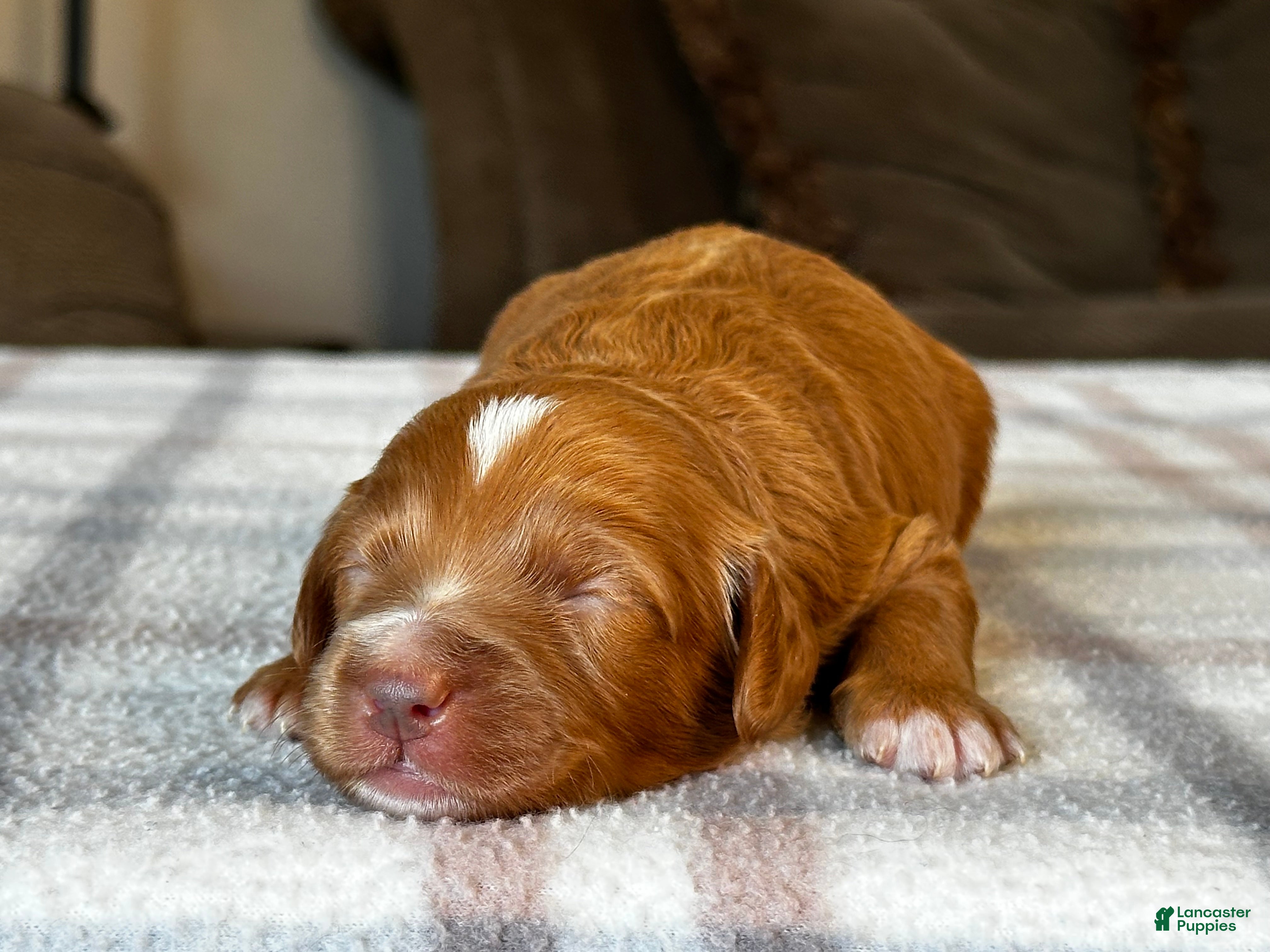 Mixed Breed dogs Red Micro Bernedoodle - Ad 2