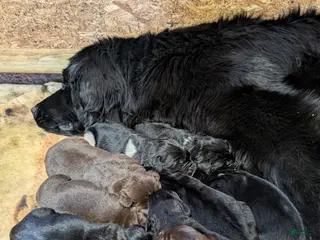 Newfoundland dogs Halo - Ad 19
