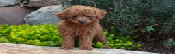 Mini Goldendoodle dogs for sale: Trissa - Ad 2