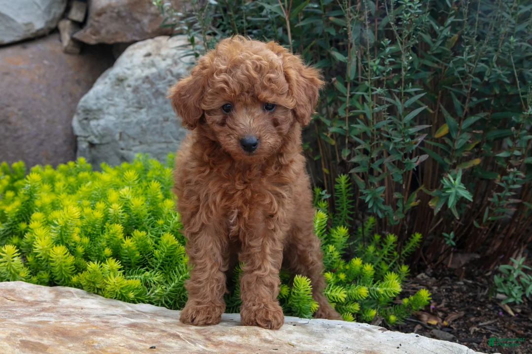 Mini Goldendoodle dogs for sale: Trissa - Ad 2