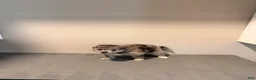 Pomeranian dogs for sale: Princess - Ad 6