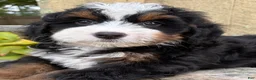 Mini Bernedoodle dogs for sale: 🩷IN BOSTON MASSACHUSETTS AREA🩷TRADITIONAL TRI COLOR🩷MINI BERNEDOODLE GIRL🩷 - Ad 8