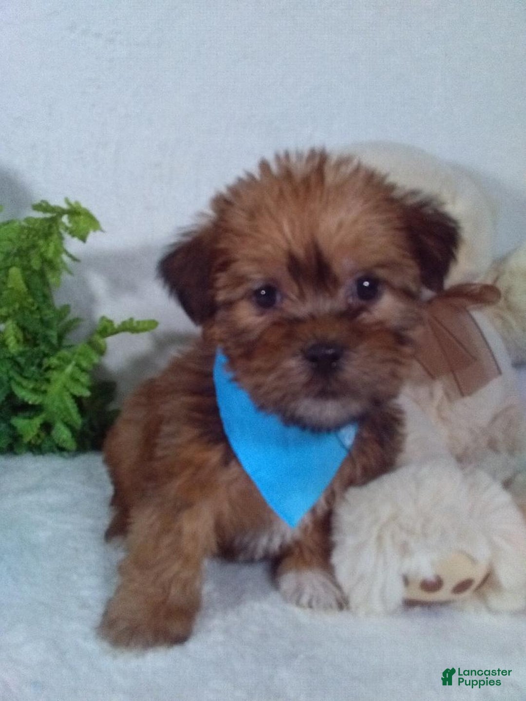 Shorkie dogs for sale: Gunner - Ad 2