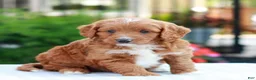 Cavapoo dogs for sale: Ethan  - Ad 3