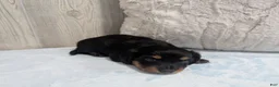 Miniature Dachshund dogs for sale: Blake - Ad 5