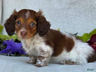 Miniature Dachshund dogs for sale: Lance - Ad 1
