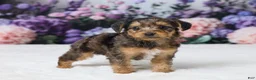 Yorkiepoo dogs for sale: Ronny - Ad 4