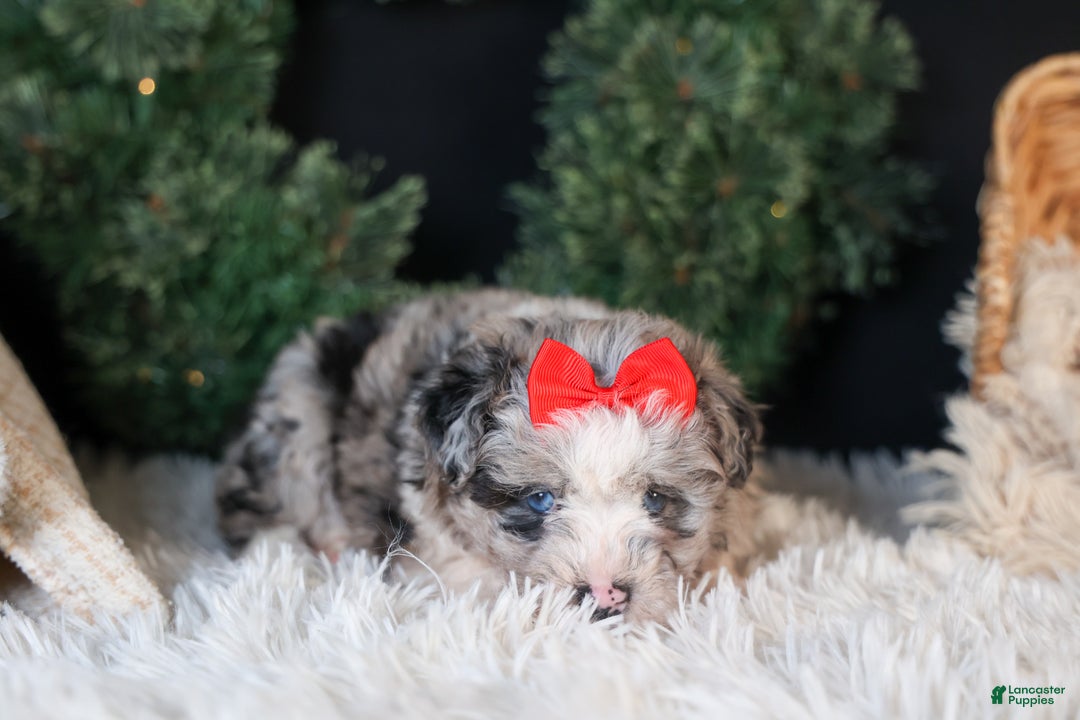 Mini Aussiedoodle dogs for sale: Gloria - Ad 11