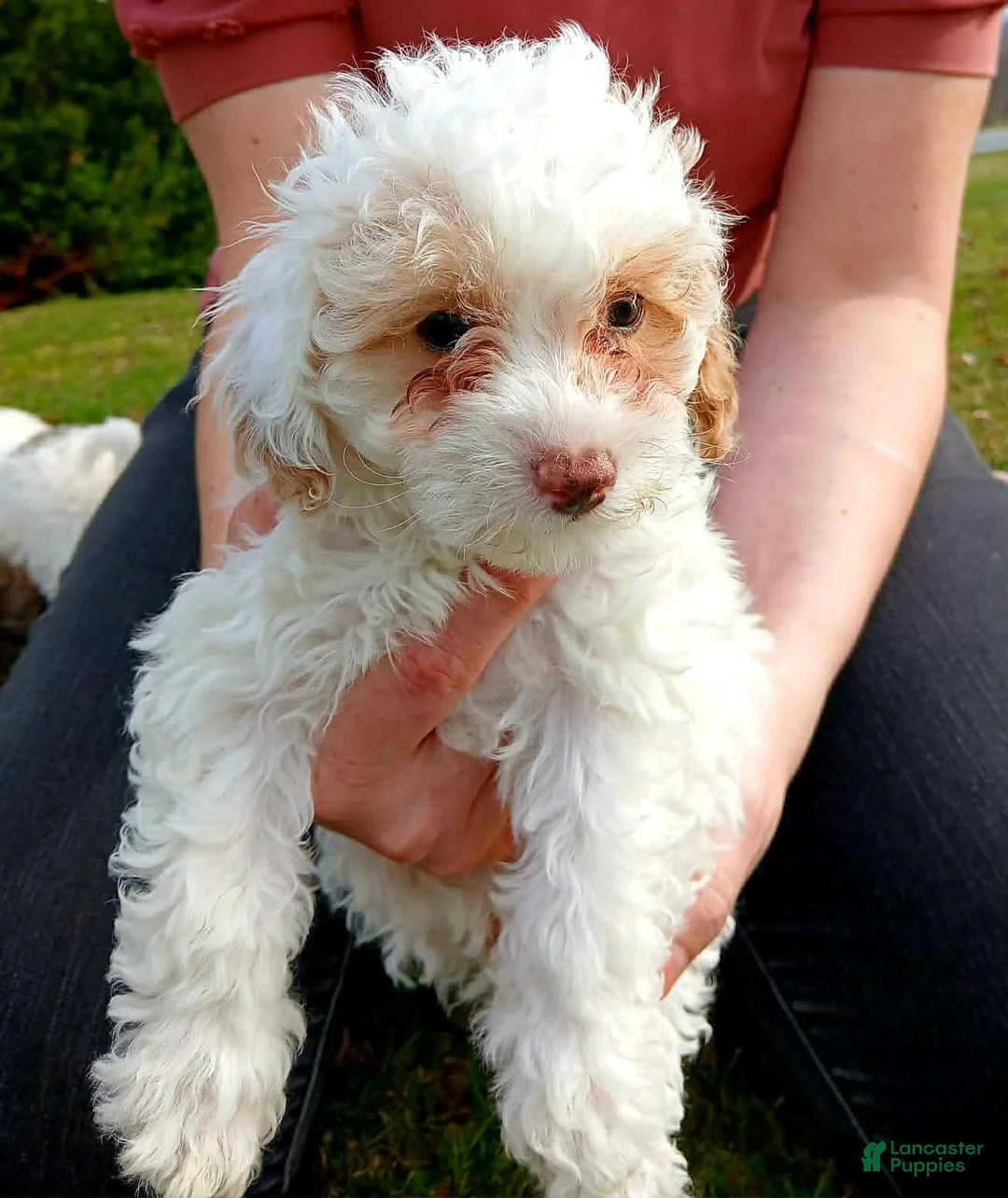 Cavapoo dogs for sale: Winter - Ad 1