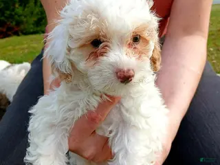 Cavapoo dogs Winter - Ad 3