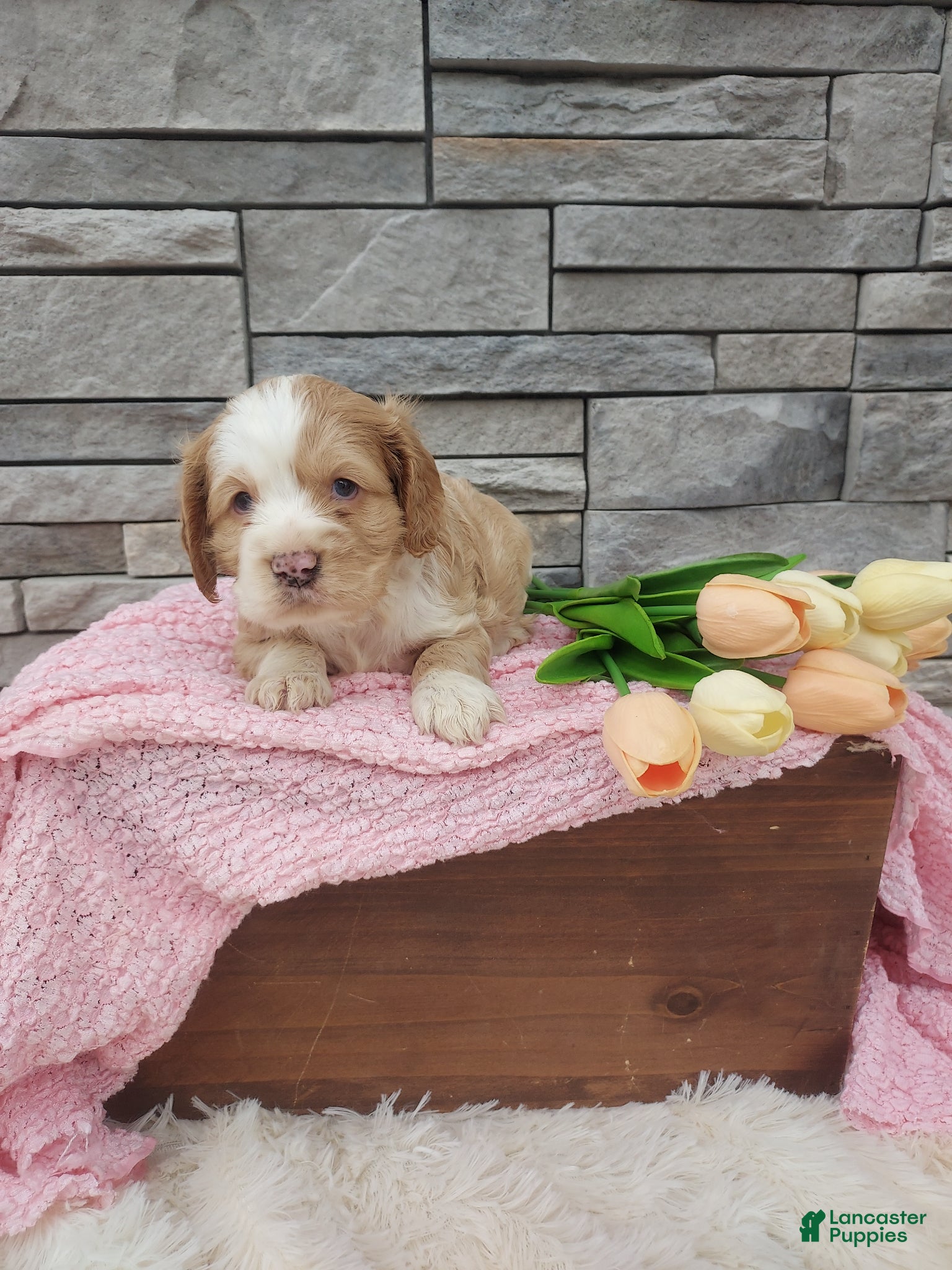 Cocker Spaniel dogs Mary - Ad 2