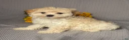 Maltipoo dogs for sale: Lily - Ad 2