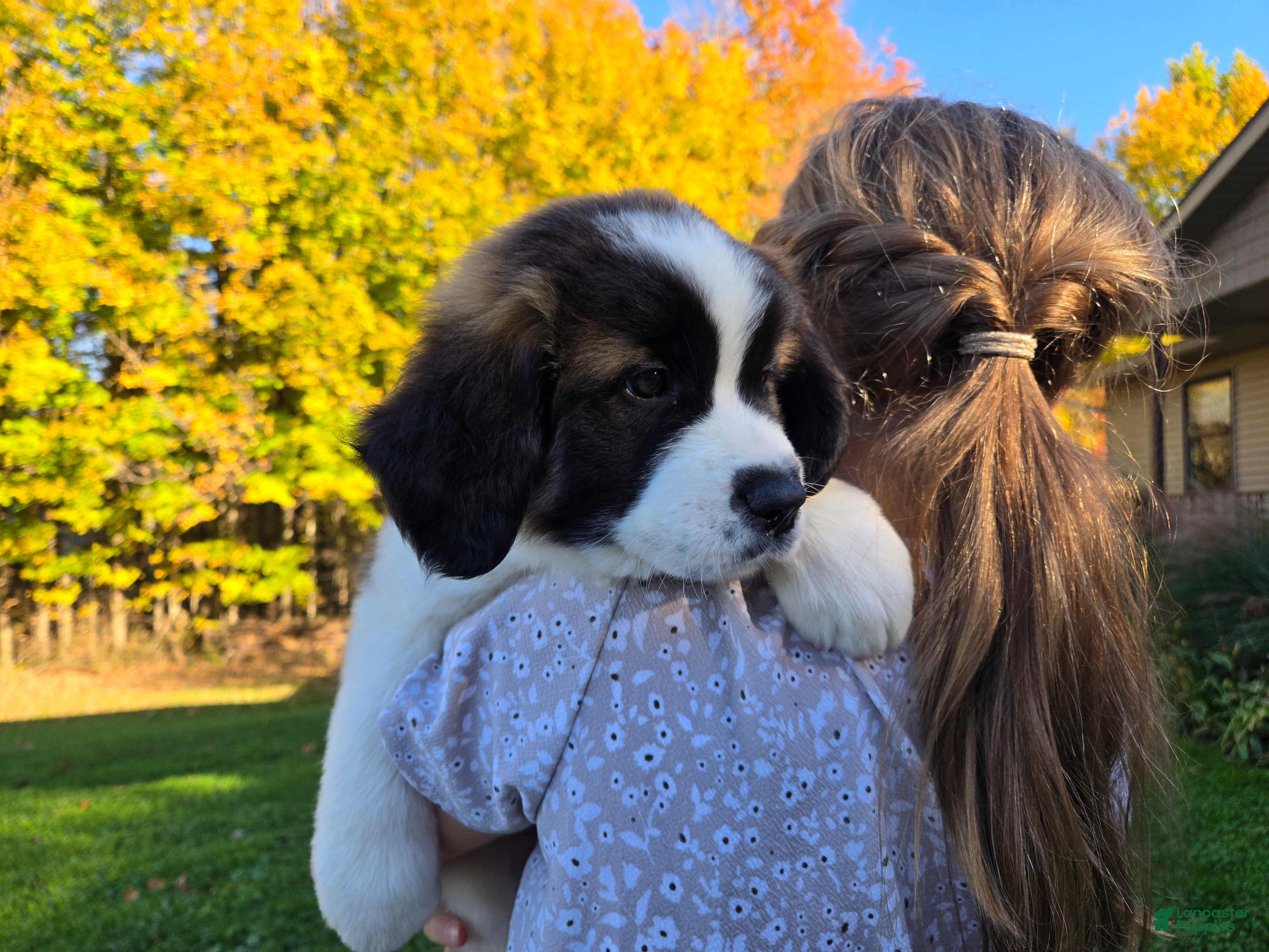 Saint Bernard dogs for sale: Penny - Ad 2