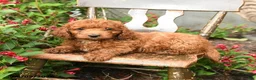 Cockapoo dogs for sale: Baxter - Ad 2
