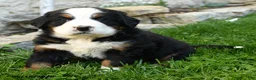 Bernese Mountain Dog dogs for sale: Heidi - Ad 1
