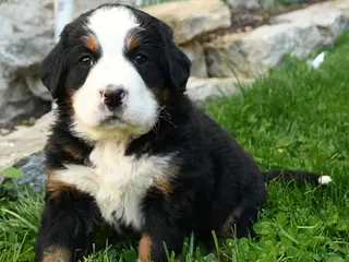 Bernese Mountain Dog dogs for sale: Heidi - Ad 2