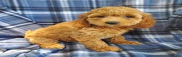 Cockapoo dogs for sale: Nora - Ad 3