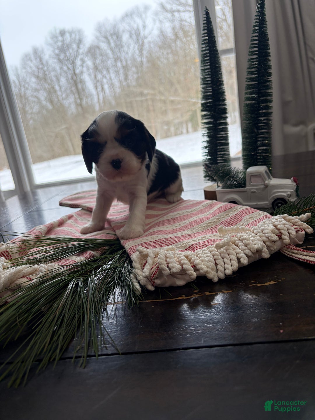 Cavalier King Charles Spaniel dogs for sale: Holly - Ad 6