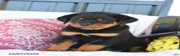 Rottweiler dogs for sale: Jingo - Ad 3