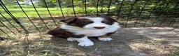 Border Collie dogs for sale: Georgia - Ad 3