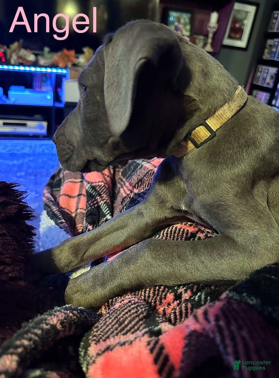 Great Dane dogs for sale: Angel - Ad 2