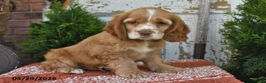 Peanut