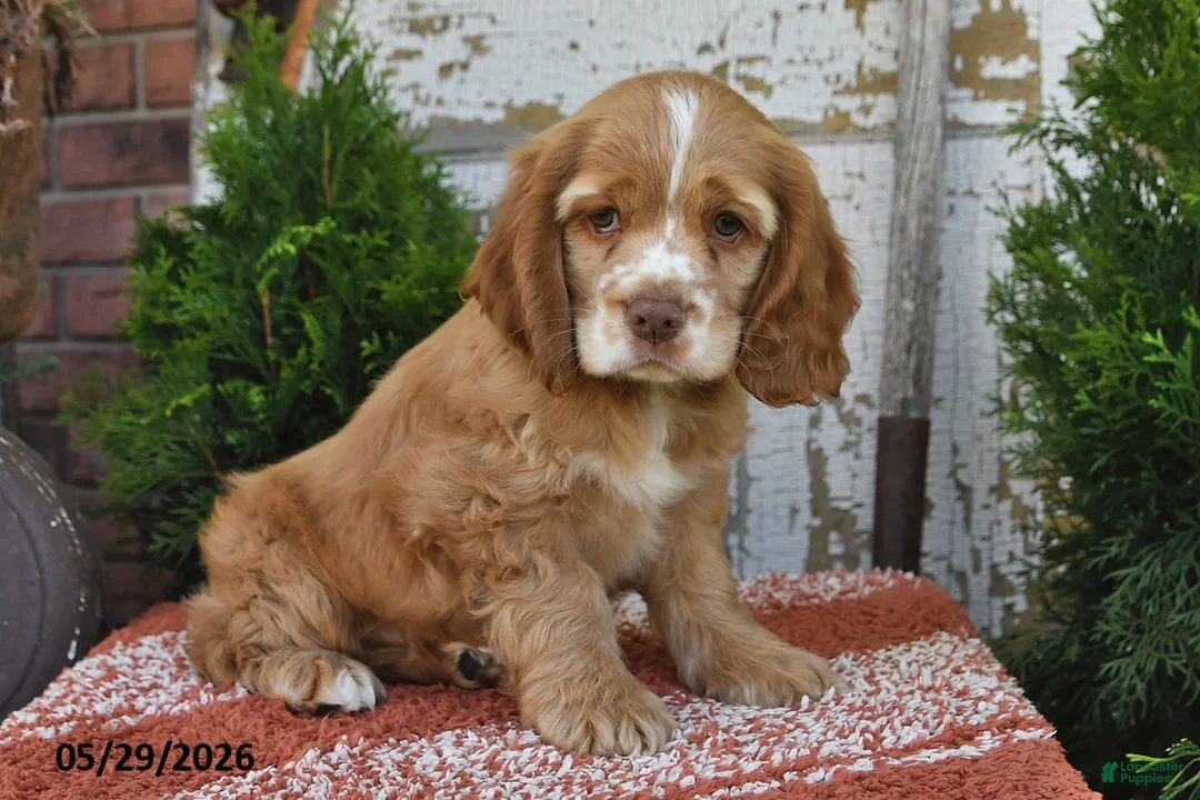 Cocker Spaniel dogs for sale: Peanut - Ad 1