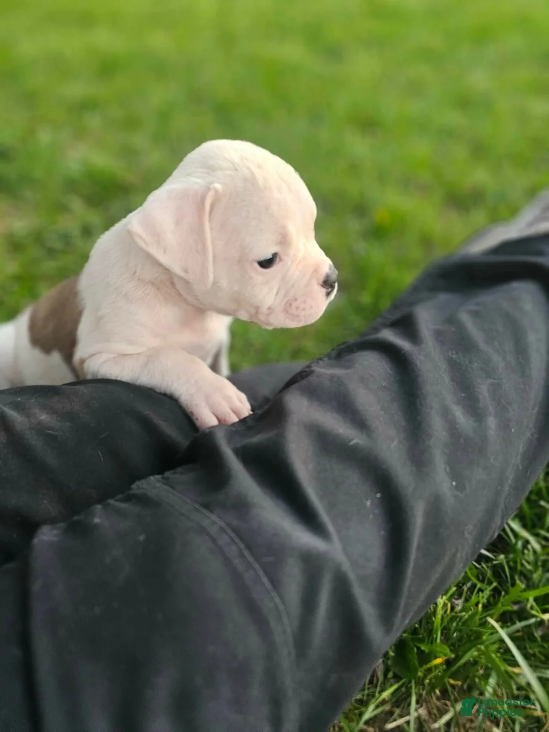 American Bulldog dogs for sale: American Bulldog Puppy 1 - Ad 2