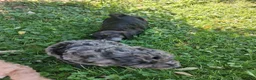 Mixed Breed dogs for sale: Wynnie - Ad 5