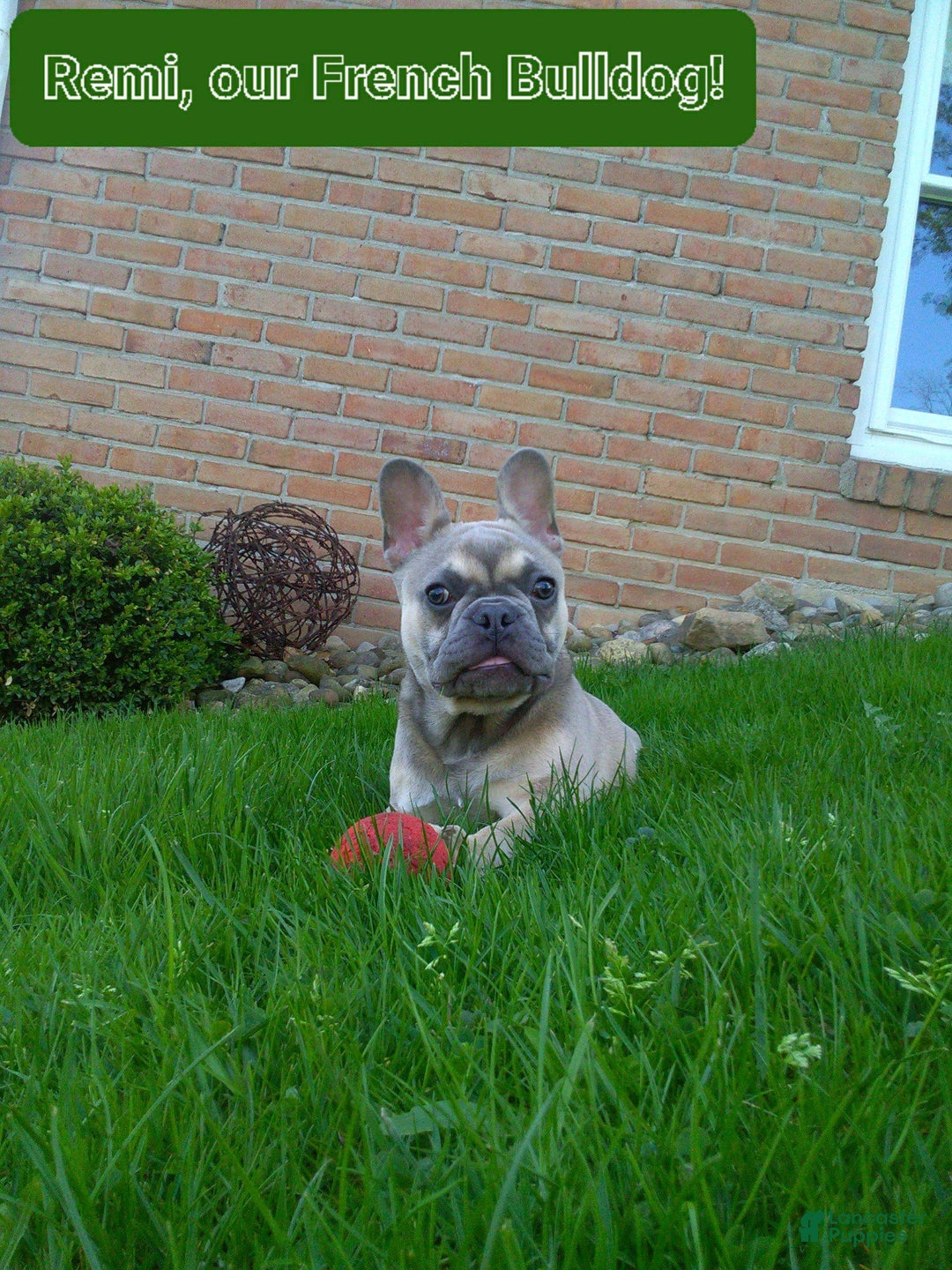 French Bulldog dogs for sale: Zeus - Ad 14